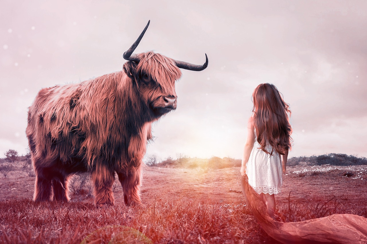 child, bull, beef